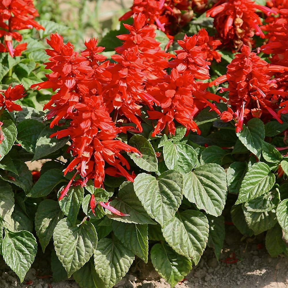 Salvia (splendens Sage 'Sizzle Burgundy Halo') for planting in garden